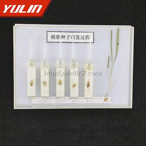 浙江种子萌发标本