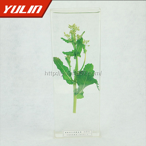 浙江油菜花标本
