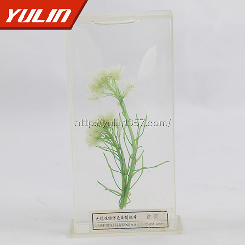 浙江油菜标本