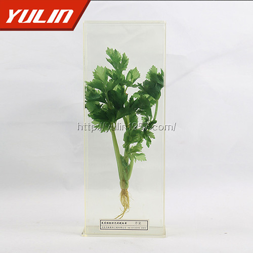 浙江芹菜标本