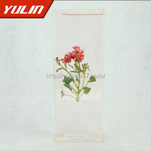 浙江瓜叶菊标本
