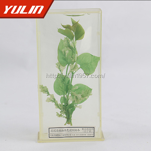 浙江白香花标本