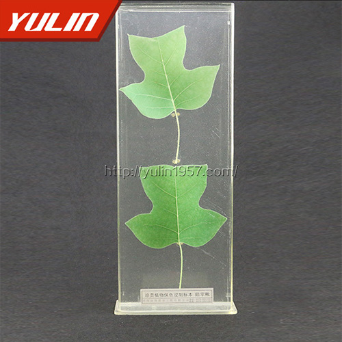 浙江非洲菊标本