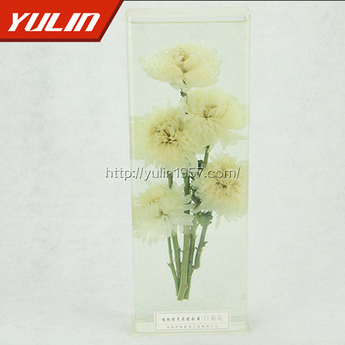 浙江白菊花标本