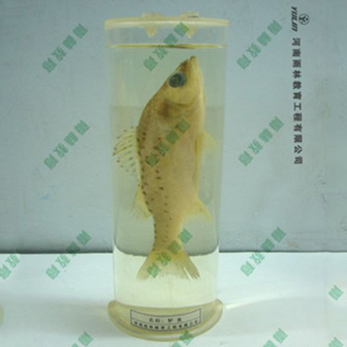 浙江教学用鱼解剖浸制标本