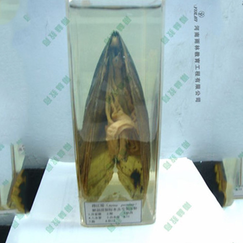 浙江河蚌包埋标本