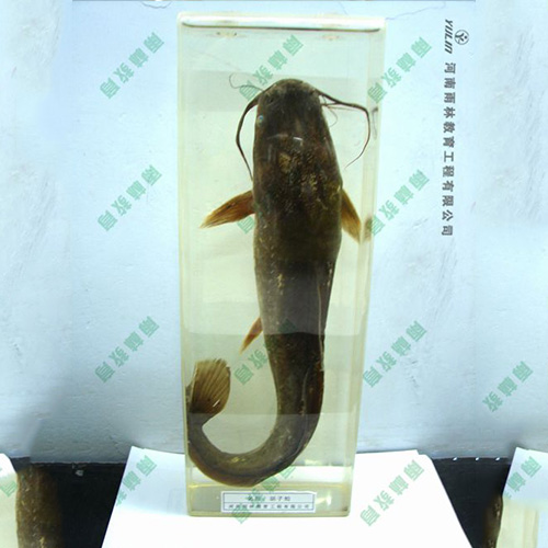 浙江动物浸制标本