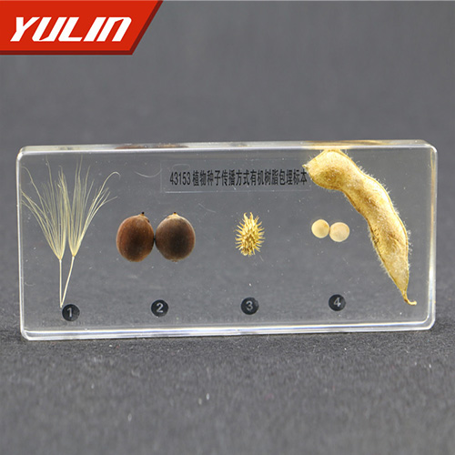 浙江植物种子传播方式包埋标本