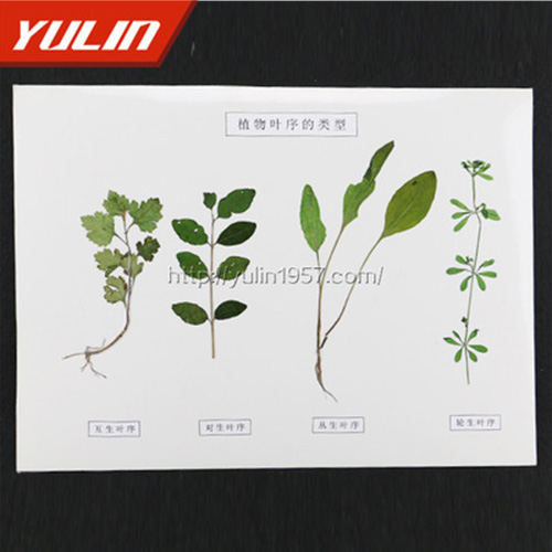 浙江植物叶序类型标本