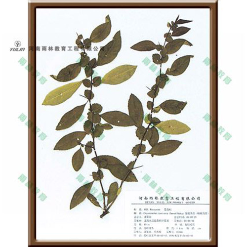 浙江皱皮木瓜腊叶标本