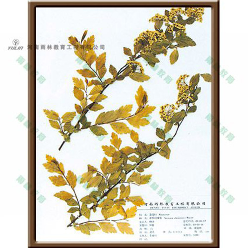 浙江中华绒线菊标本