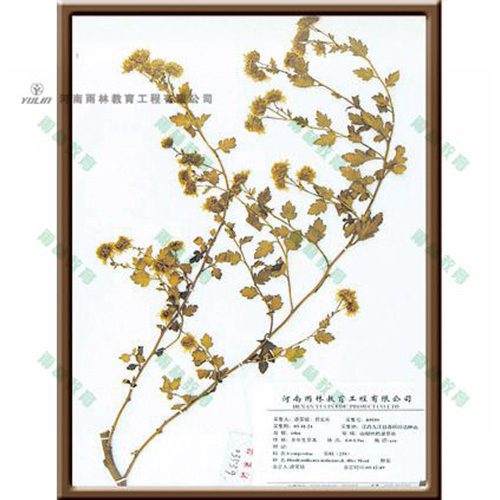 浙江野菊标本
