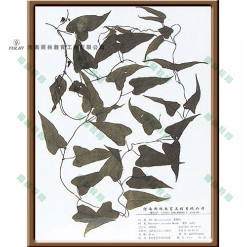 浙江薯蓣标本