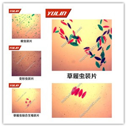 浙江动物生物学原生动物门玻片