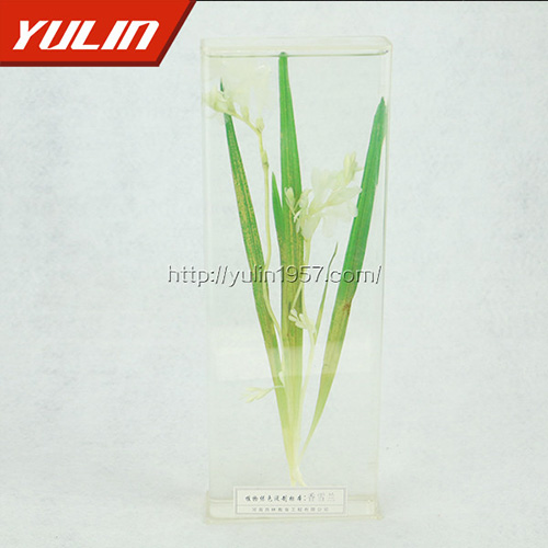 浙江香雪兰标本