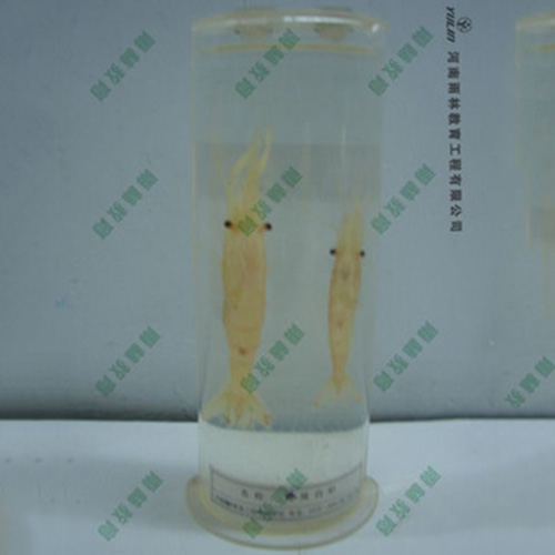 浙江动物干制标本