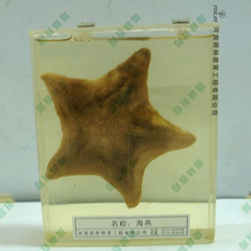 浙江海葵包埋标本