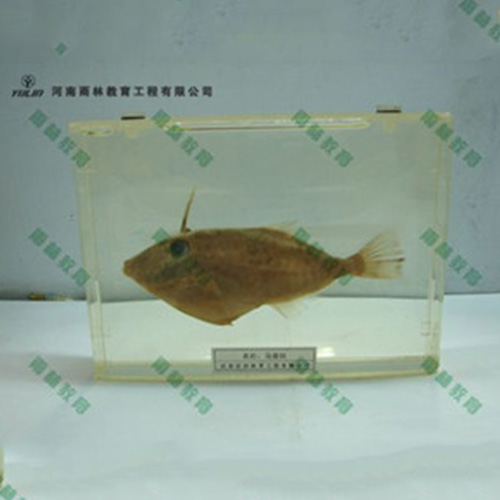 浙江鱼解剖包埋标本