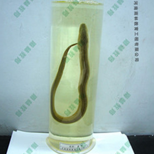 浙江黄鲢浸制标本