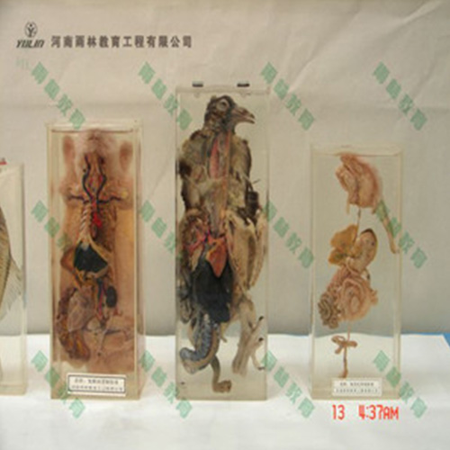 浙江鸽解剖包埋标本