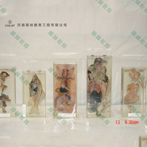 浙江兔解剖包埋标本