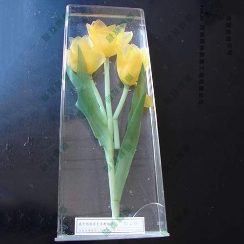 浙江郁金香浸制标本