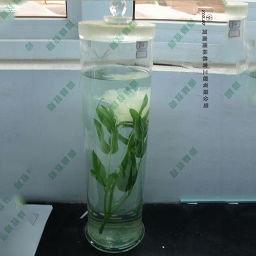 浙江夹竹桃浸制标本