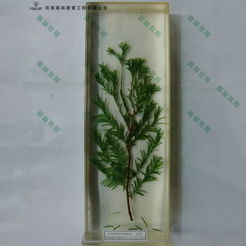 浙江水杉浸制标本