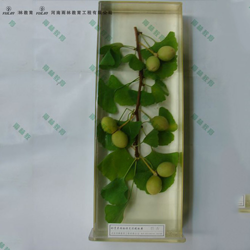 浙江银杏浸制标本
