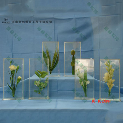 浙江植物浸制标本012