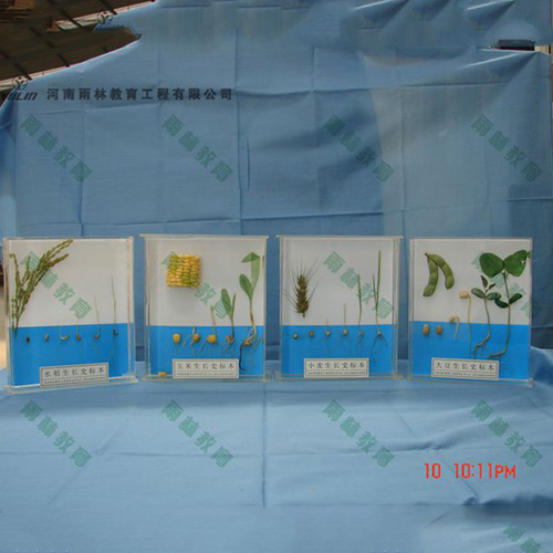 浙江植物生长标本