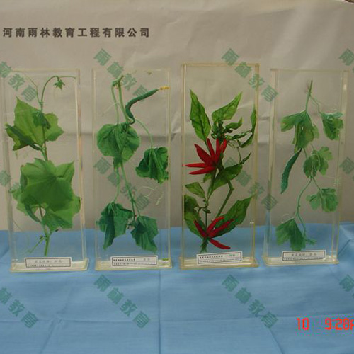 浙江植物根的类型