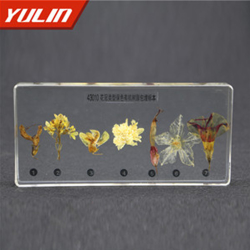 浙江花冠类型包埋标本