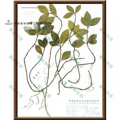 浙江紫金叶牛标本