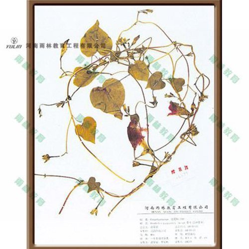 浙江圆叶牵牛标本