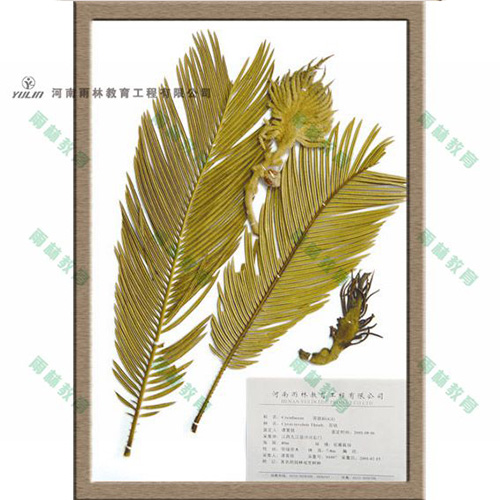 浙江苏铁科植物标本