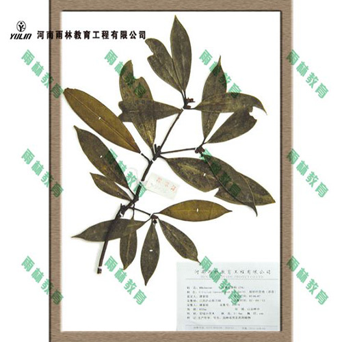 浙江八角茴香科