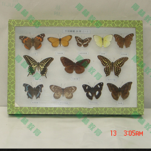浙江蝴蝶标本