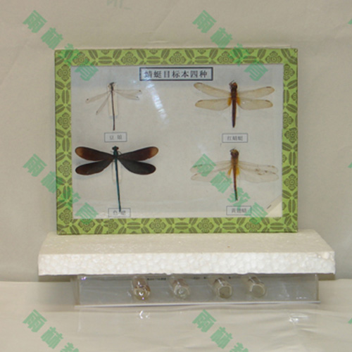 浙江常见昆虫100种