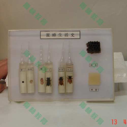 浙江昆虫生活史标本