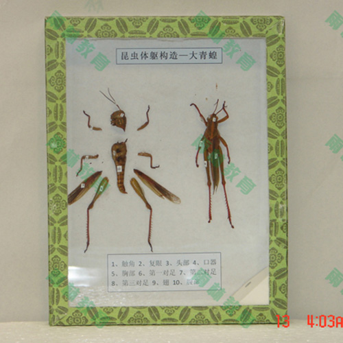 浙江同翅目科昆虫