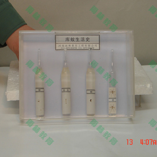 浙江膜翅目科昆虫