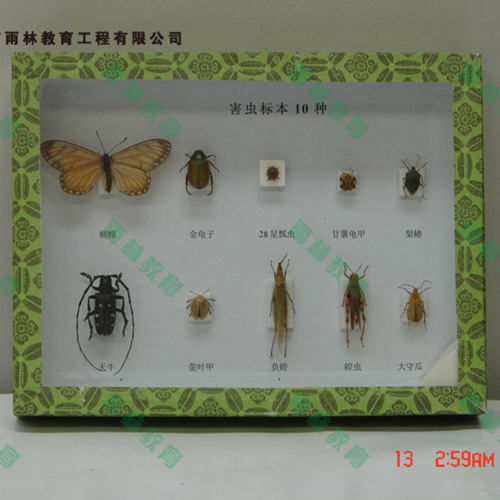 浙江园林害虫昆虫标本