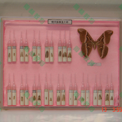 浙江常见蛾类100种