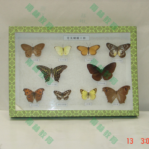 浙江进口昆虫100种