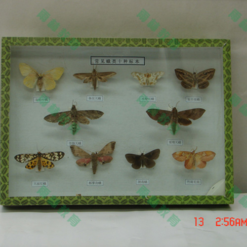 浙江常见昆虫套装标本