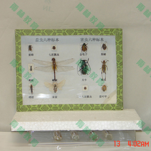 浙江害虫标本