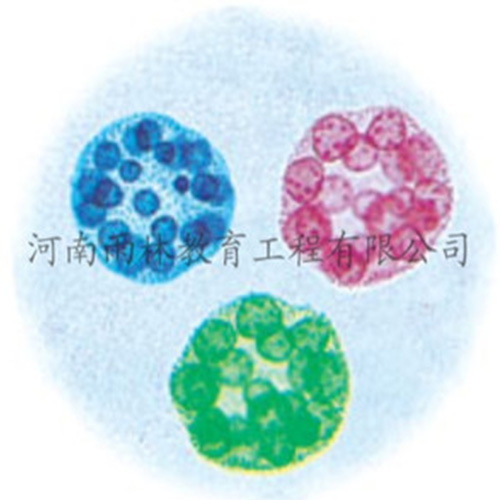 浙江运动系统塑化标本