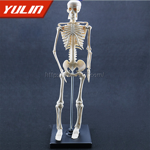 浙江女性全身骨骼模型