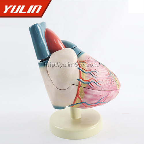 浙江人体心脏复苏模型